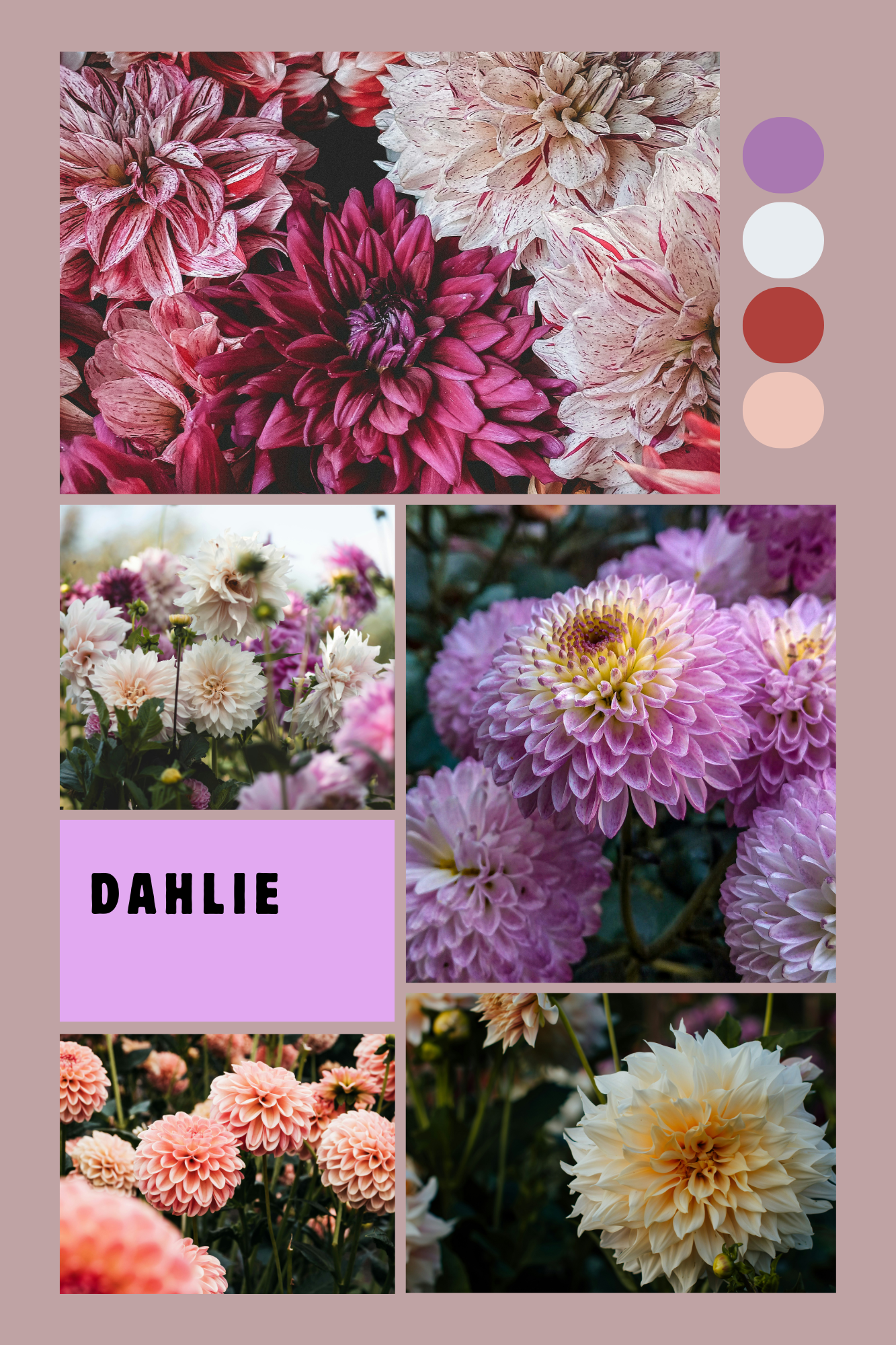 Mini Mini Dahlie Countdown Kalender 2026 / 5 Minis auf deinem Wunschgarn